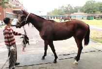 ����� (BIG BLUE) ����