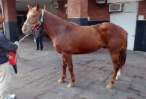 �۽�Ʈ������ (FIRST FOLIO) ����