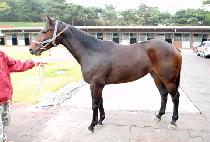 �ݺ���� (GEUMBITGISA) ����