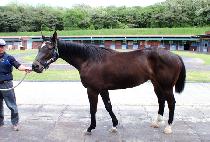 ��Ű��ī�� (YANKEE SKY) ����