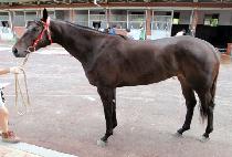 ��� (MOG) ����