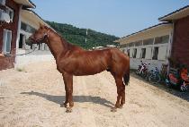 �ü� (ALL SU) ����