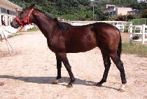 ���̾�ŷ (I AM KING) ����