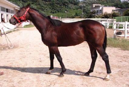 ���̾�ŷ ����