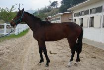 ŷ���꽺�ǵ� (KING OF SPEED) ����