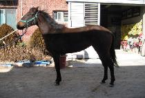 ������ (MYEONGGOSU) ����