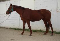 ü������� (CHES HERO) ����