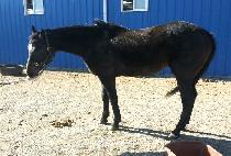 MYONGSEO DOLPUNG picture