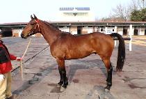 �����̽�Ÿ (BLUSHING STAR) ����