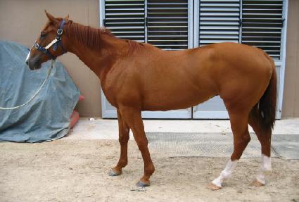 �λ꽺Ÿ ����