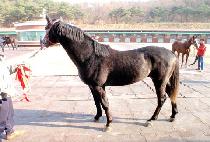 Ư���̺�Ʈ (TEUKGEUP EVENT) ����