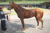 �޺���� (HAETBITSARANG) ����