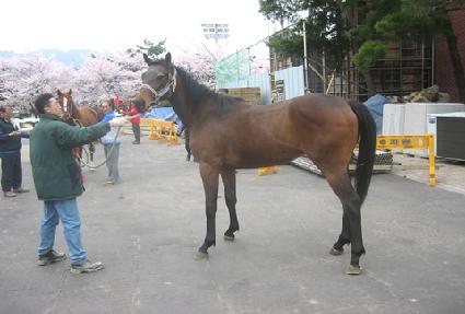 �����屺 ����