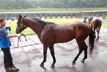 ����Ʈ���� (BEST BROWN) ����