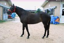 BOOGIE WOOGIE picture