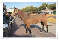 ���ϵ�ŰƼ (WILD KITTY) ����