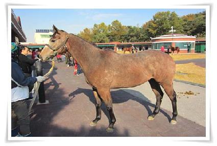 ���ϵ�ŰƼ ����