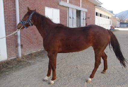 ������ ����