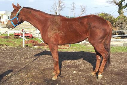 ���Ÿ�� ����