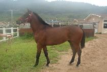 ��ĭ (BALKAN) ����