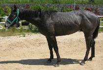 ���縶 (DONGSAMA) ����