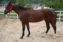 �������� (SPRINTER) ����