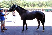 �ʽ����� (PILSEUNGJEIL) ����