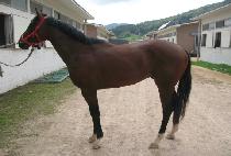 ����̷� (BISAIRO) ����