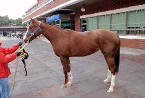 ��Ƽ���� (FORTIFY) ����