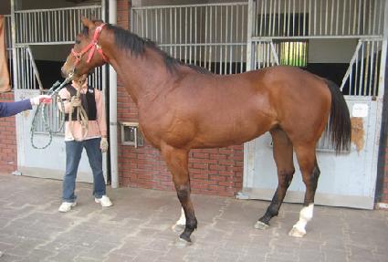 ��ȣ����Ĺ ����