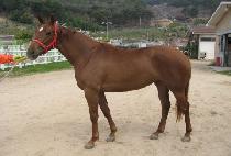 ���� (OPHIR) ����