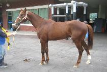 ��Ʈ�հ� (STRONGER) ����