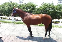 ���ǵ�ӽ� (SPEED MACHINE) ����