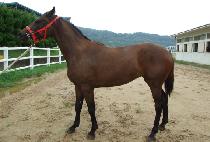 ����Ʈ�� (ELEKTRA) ����