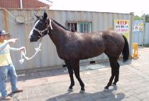 ���ΰ��� (EURO GANGSE) ����