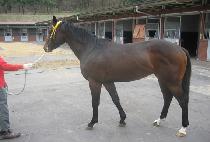 ������ũ�� (AWESOME SECRET) ����