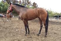 SYLVIA GREEN picture