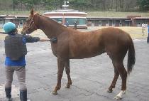 ��� (JANGSONG) ����