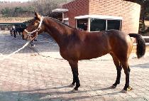 �շ������ (LONGRUN OPERA) ����