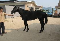 ������ (REAL QUEEN) ����