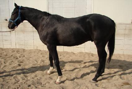 ���������� ����