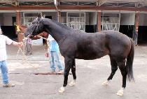 ���ŵ� (SAESINDONG) ����