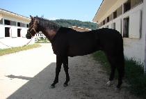 ���ް� (OMEGA) ����