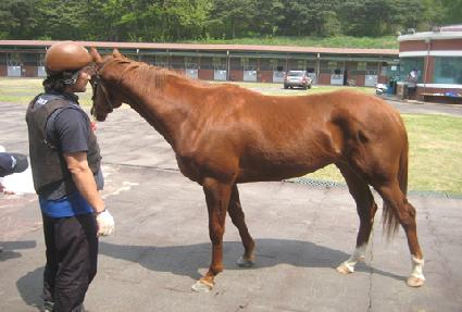 è�Ǿ𰶷� ����