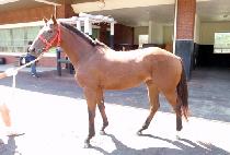 ���̾� (MIRE) ����