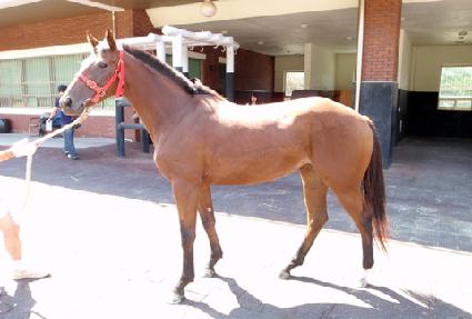 ���̾� ����