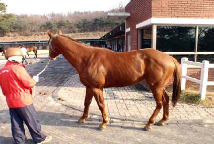 ����Ȳ���� ����