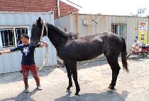 ���콺 (ZEUS) ����