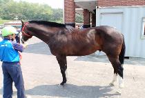 DREAM BRIDGE picture