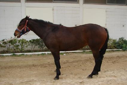 �����ػ罺 ����